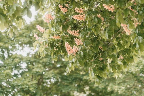 A couple is standing under a tree with pink flowers