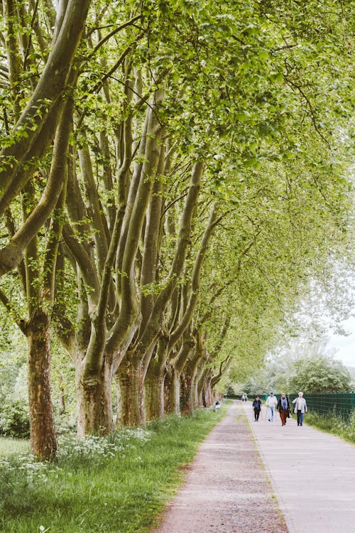 People walking down a path lined with trees