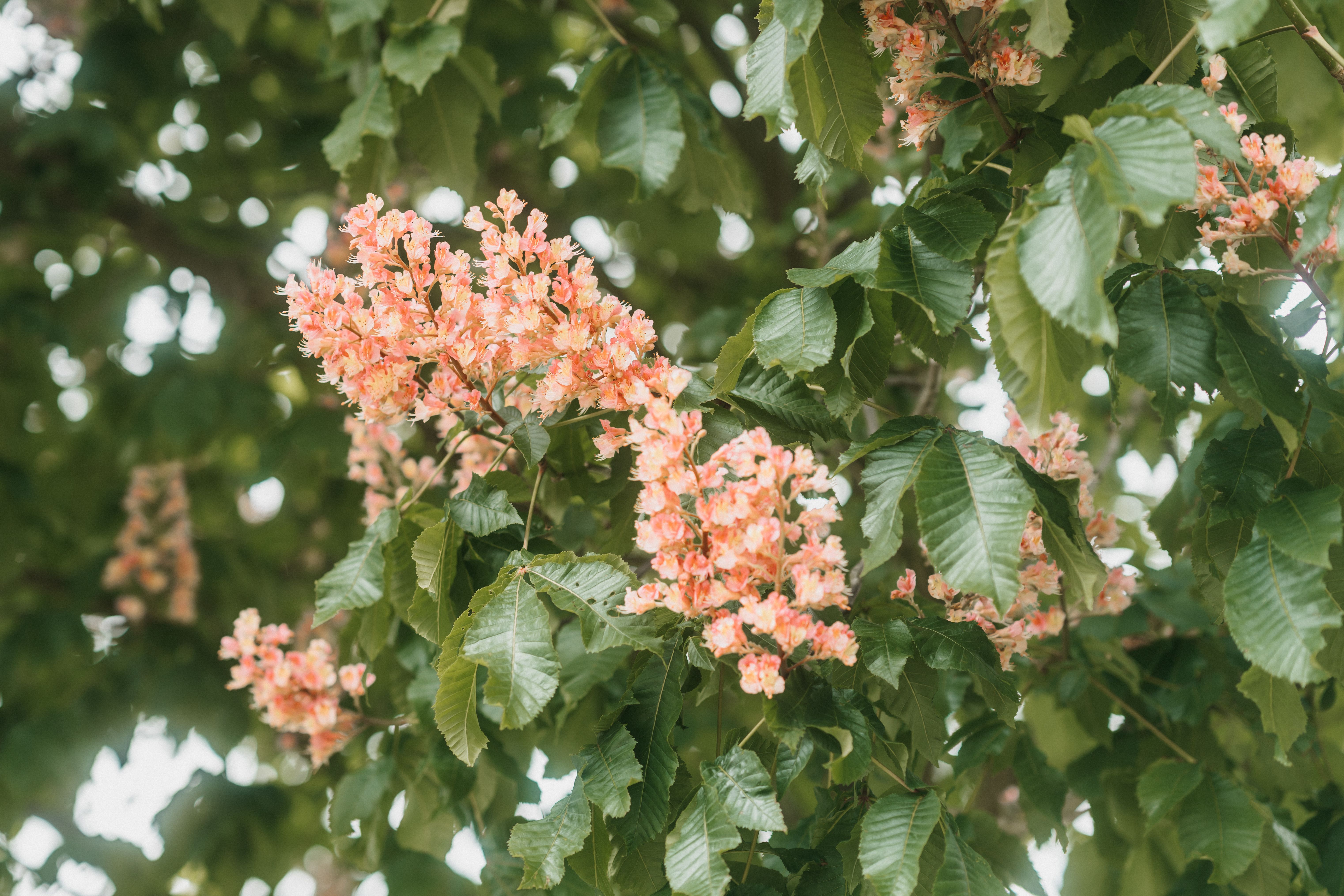 A close up of a tree with pink flowers · Free Stock Photo