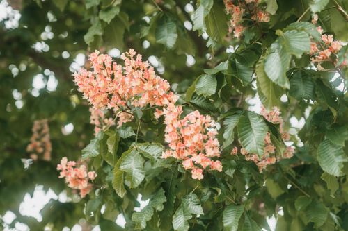 Free Close-up of beautiful pink flowers blooming on a lush green tree in a park during springtime. Stock Photo