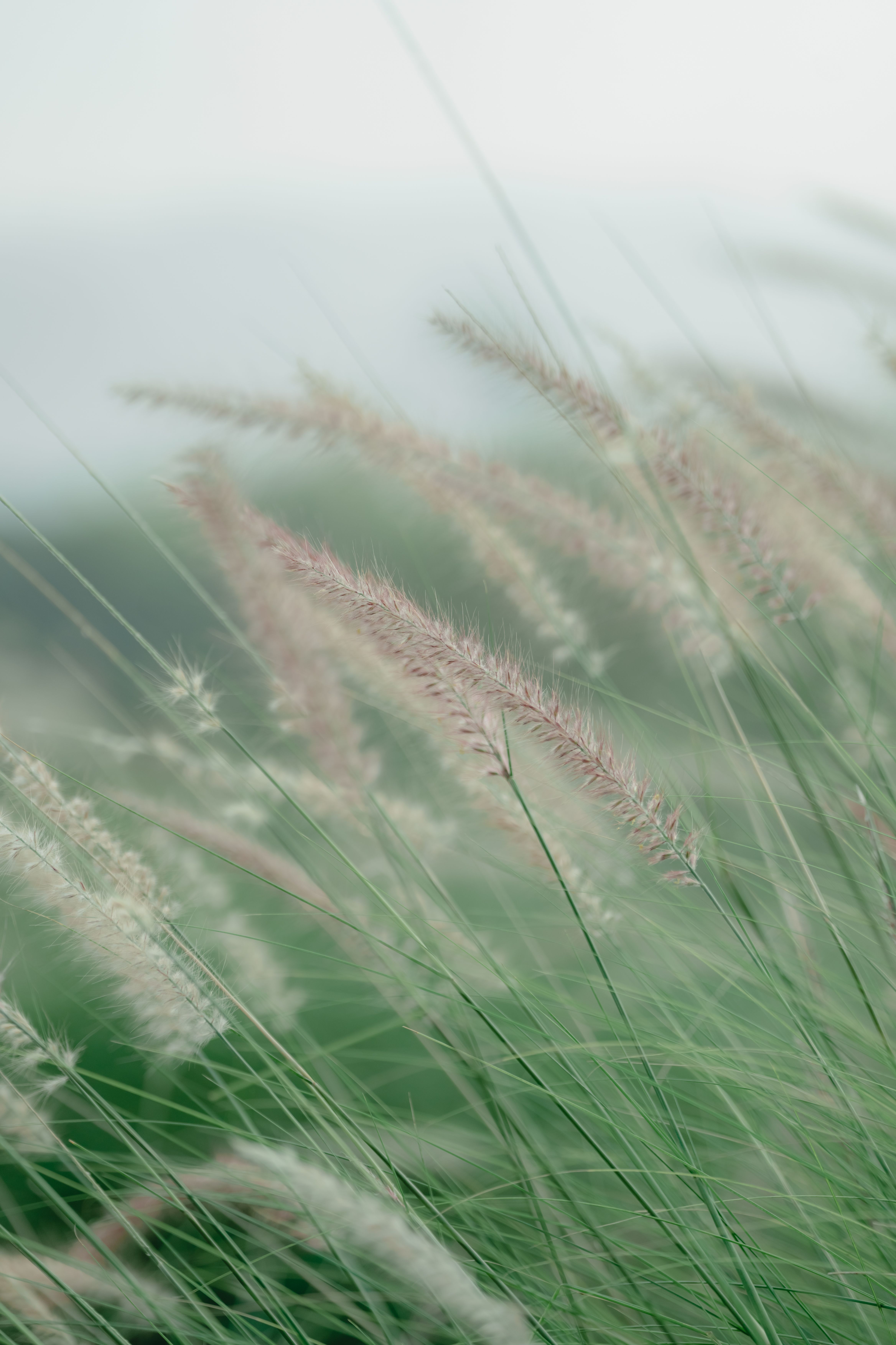 Gratuit Herbe De Fontaine Photos