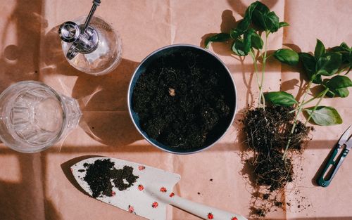 Free Flat lay of gardening tools, soil, and seedlings ready for planting. Stock Photo