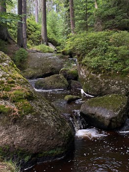Tranquil forest stream cascading over moss-covered rocks surrounded by lush greenery.