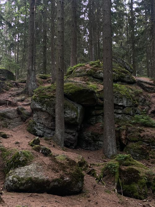 Free Tranquil forest scene with moss-covered rocks and towering evergreens. Stock Photo