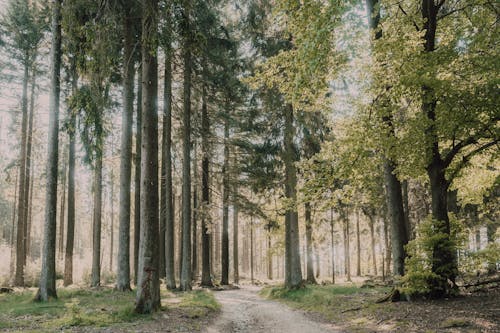 Gratis arkivbilde med bartre, blad, daggry