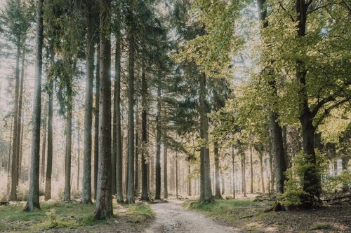 Free A peaceful forest pathway with sunlight filtering through tall trees in summer. Stock Photo