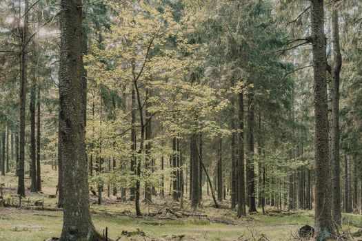 A peaceful and verdant forest view with tall evergreen trees during summer.