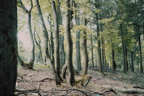 A forest with trees and leaves on the ground