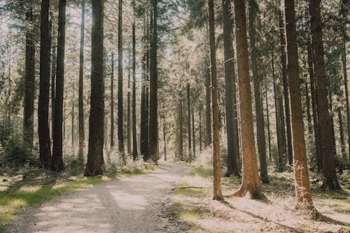 A dirt road in a forest with trees