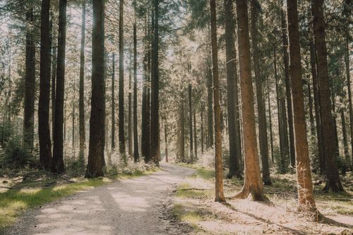 Free A tranquil dirt road winding through a dense evergreen forest with sunlight streaming through tall trees. Stock Photo