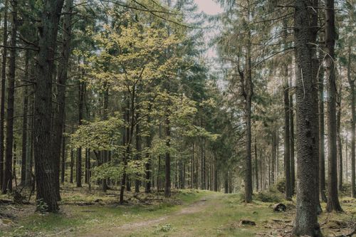 Free Explore a peaceful forest with coniferous trees along a serene summer footpath. Stock Photo