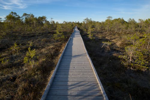 Free stock photo of boardwalk, hiking, nature therapy