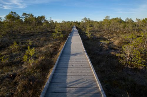 Free Explore a tranquil boardwalk through an evergreen forest, embodying nature's serenity and rural charm. Stock Photo
