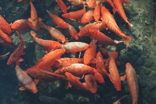 Ilmainen kuvapankkikuva tunnisteilla appelsiini, eläinkuvaus, kala