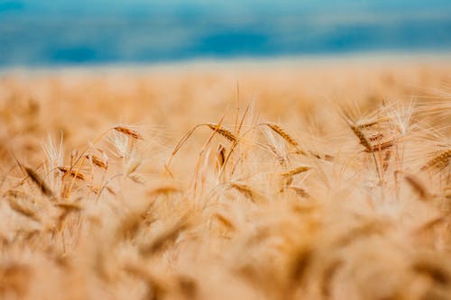 無料 小麦のセレクティブフォーカス写真 写真素材