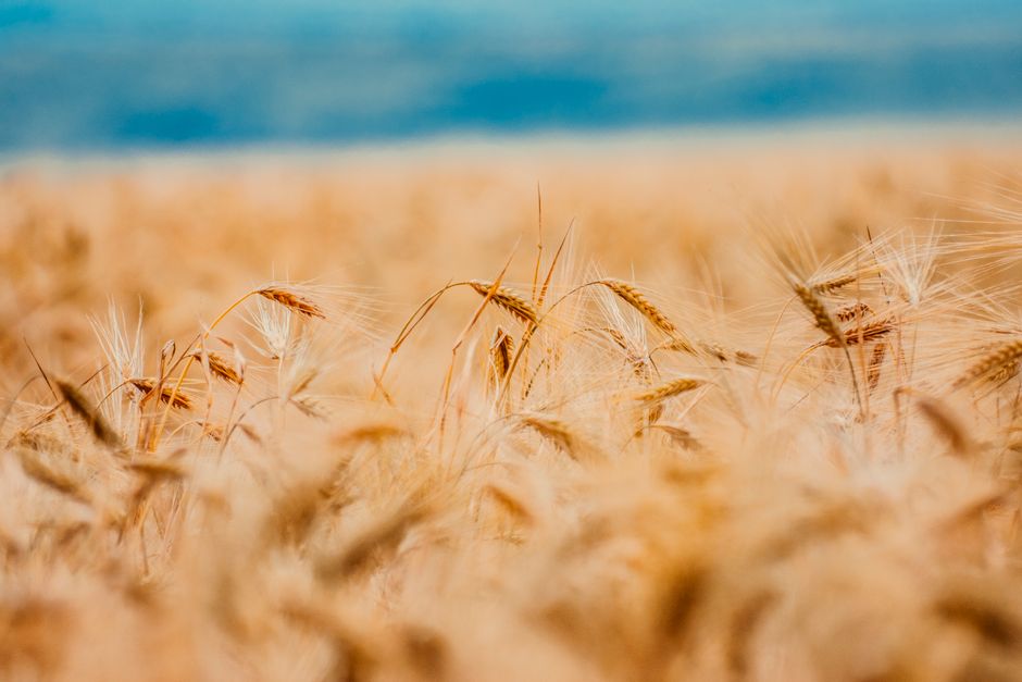 pexels photo 2470962 Grain Farm Insurance Explained: What You Need to Know Discover everything about grain farm insurance, from coverage to costs, and learn how climate change impacts your coverage strategy. Grain field - grain farm insurance
