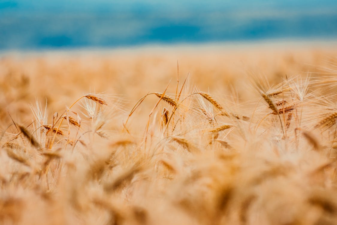 小麥的選擇性聚焦攝影