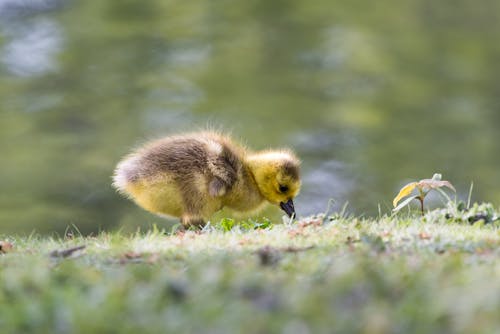 A small duckling is standing on the grass