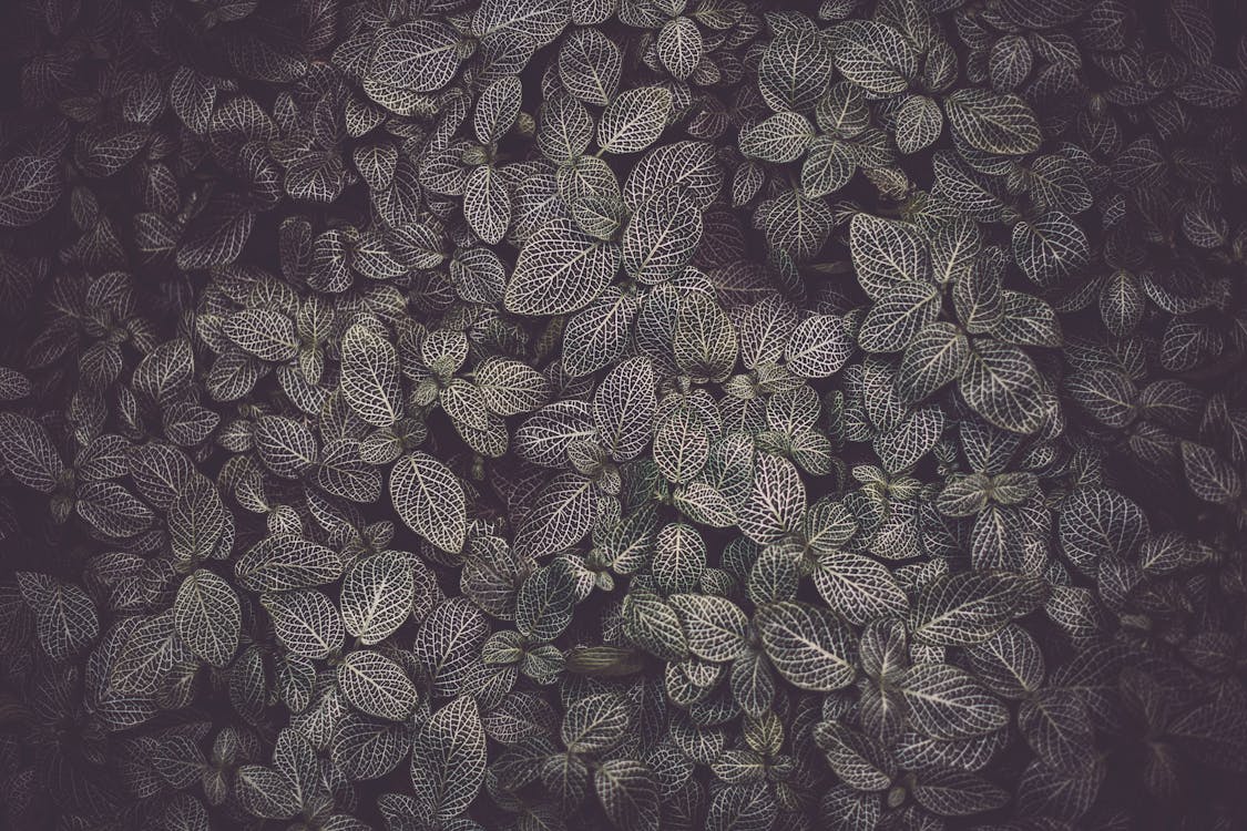 Photo of Dark Green Leaves