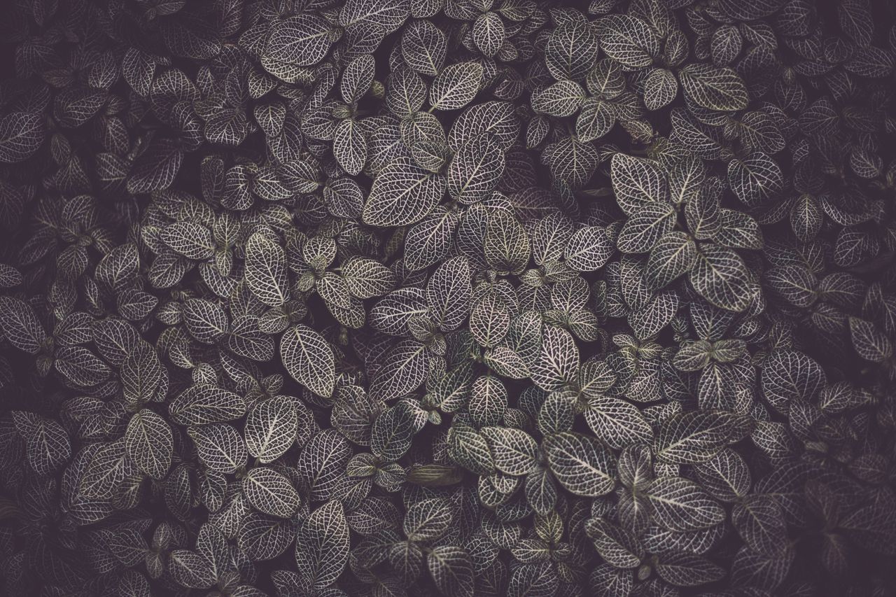 detailed close up of dark green foliage with intricate vein patterns o