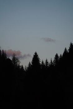 Majestic silhouette of trees against a twilight sky with soft clouds above.