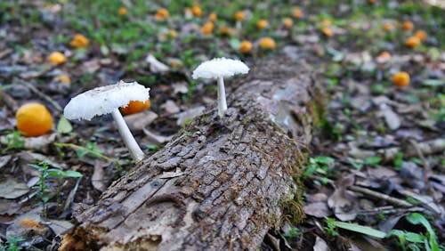 Naturaleza y hongos