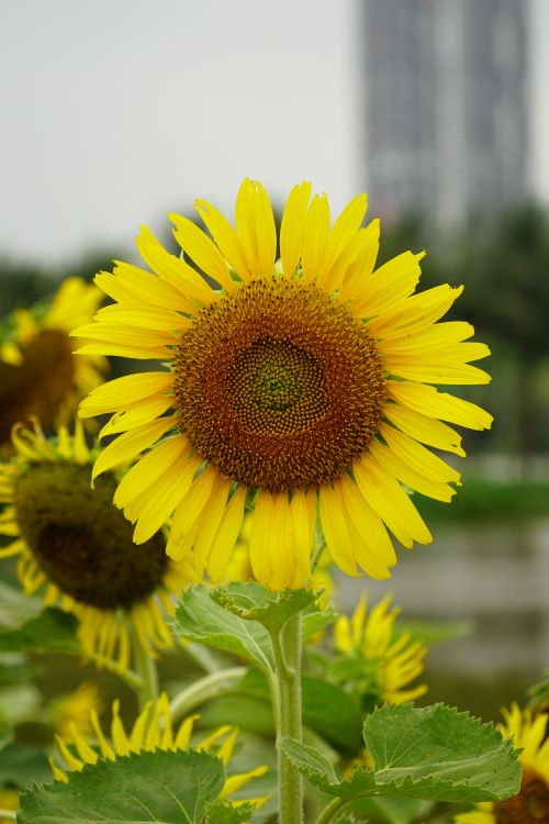 Funflower Close up of a Sunflower · Free Stock Photo