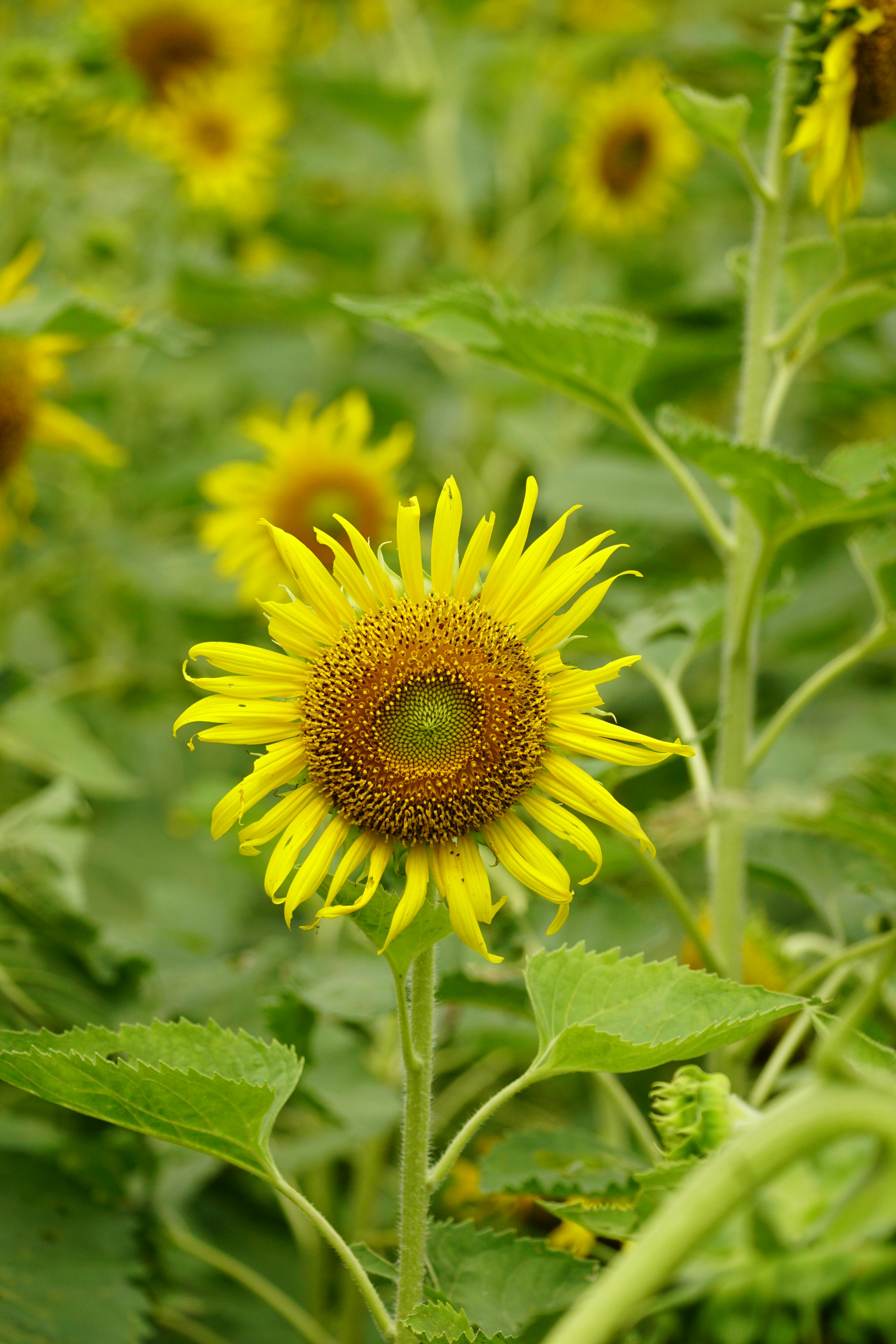 Color: Yellow Photos Download The BEST Free Color: Yellow Stock Photos Color: Yellow Photos Download The BEST Free Color: Yellow Stock Photos