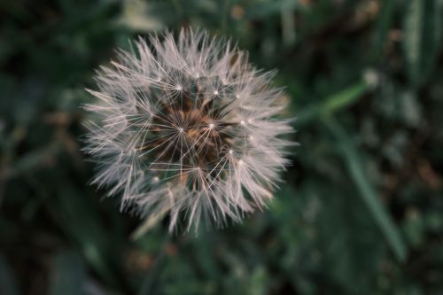 Free Delicate dandelion seed head in a grassy field, showcasing natural beauty. Stock Photo