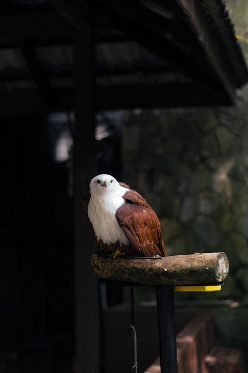 Fotos de stock gratuitas de águila, al aire libre, animal