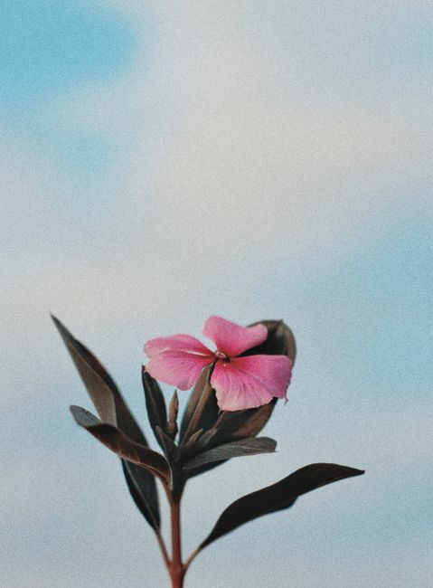 A close-up of a pink periwinkle flower with leaves against a soft blue sky, showcasing nature's delicate beauty.