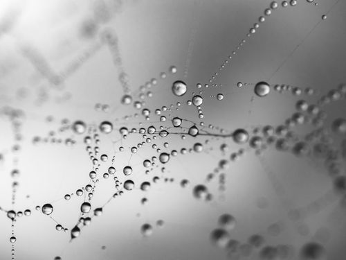 Free A dramatic black and white close-up of raindrops delicately balanced on a spiderweb. Stock Photo