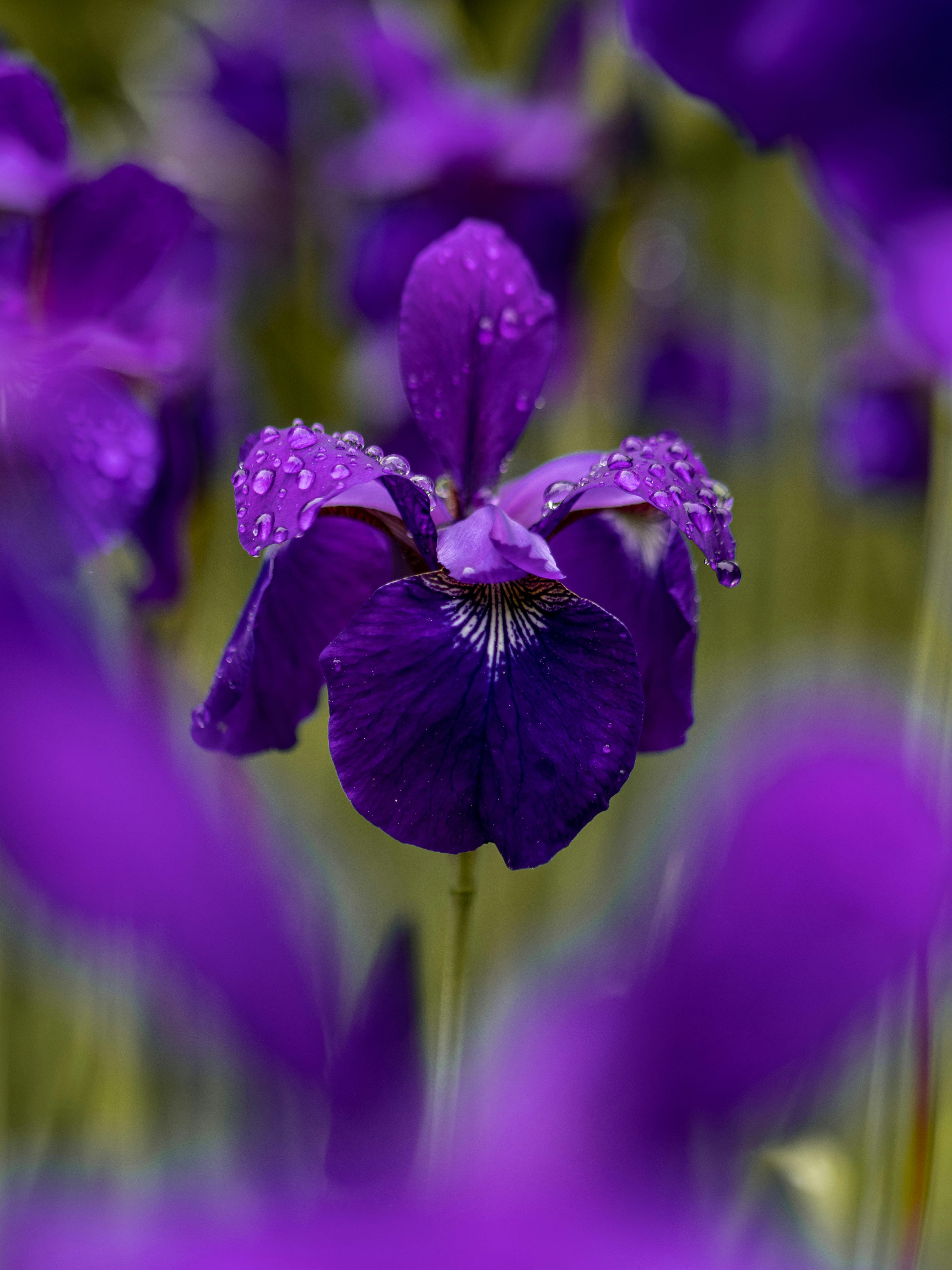 BEAUTIFUL IRIS, black, garden, nature, nice, purple, snail, spring, HD  phone wallpaper | Peakpx