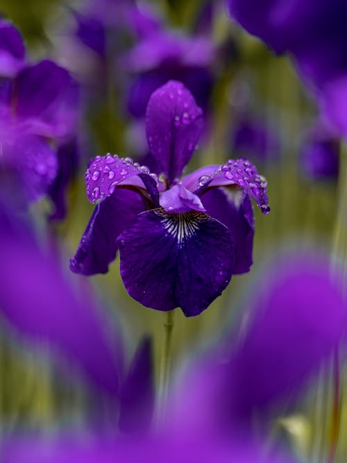 Enfoque Selectivo Fotografía Flor De Pétalos Púrpuras En El Campo