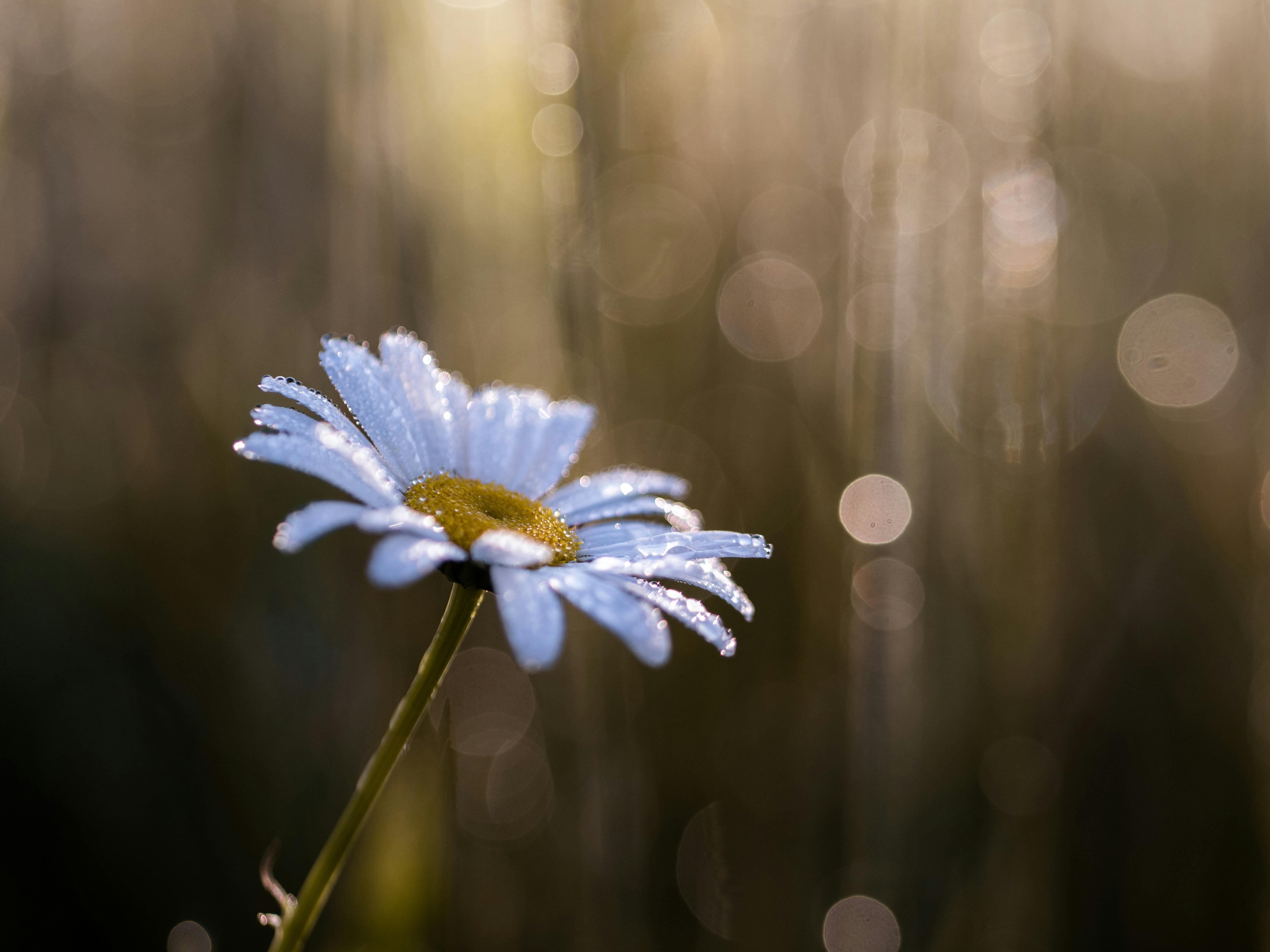 close up photo of daisy flower