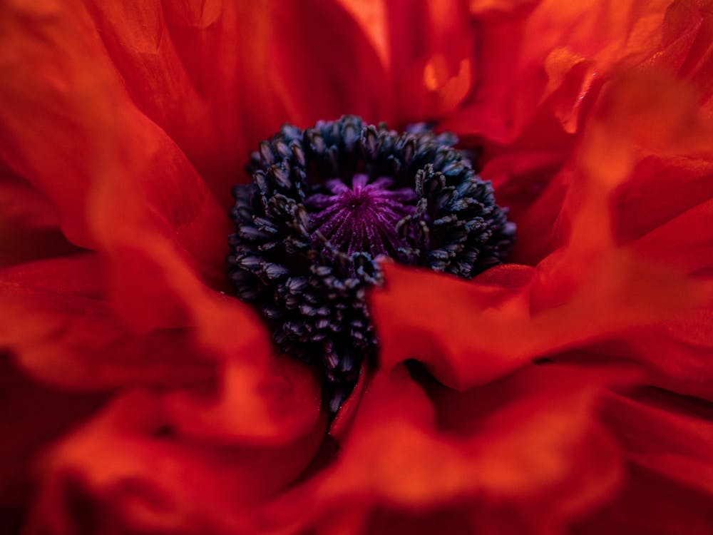 Макро фотография цветка мака