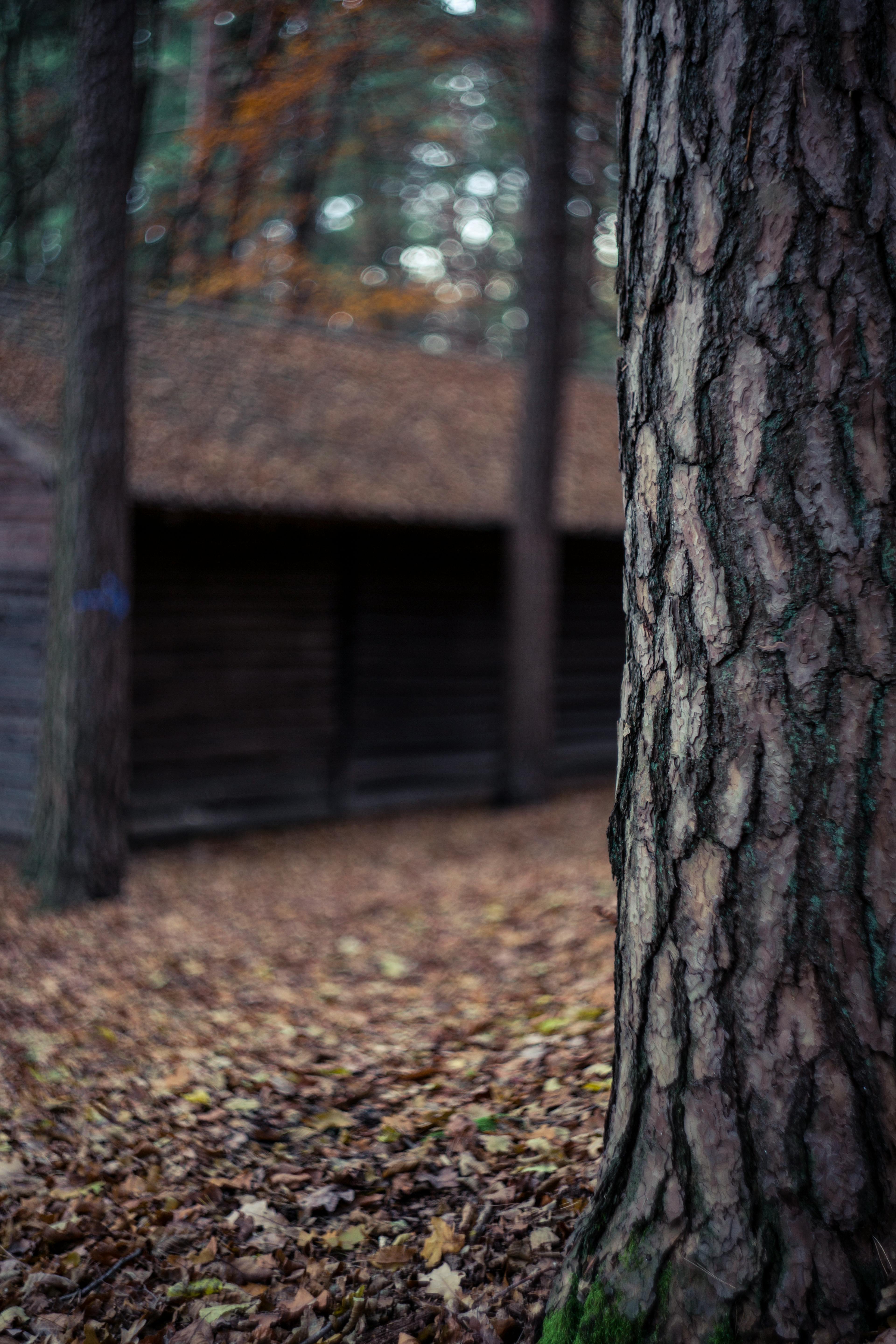 brown tree trunk