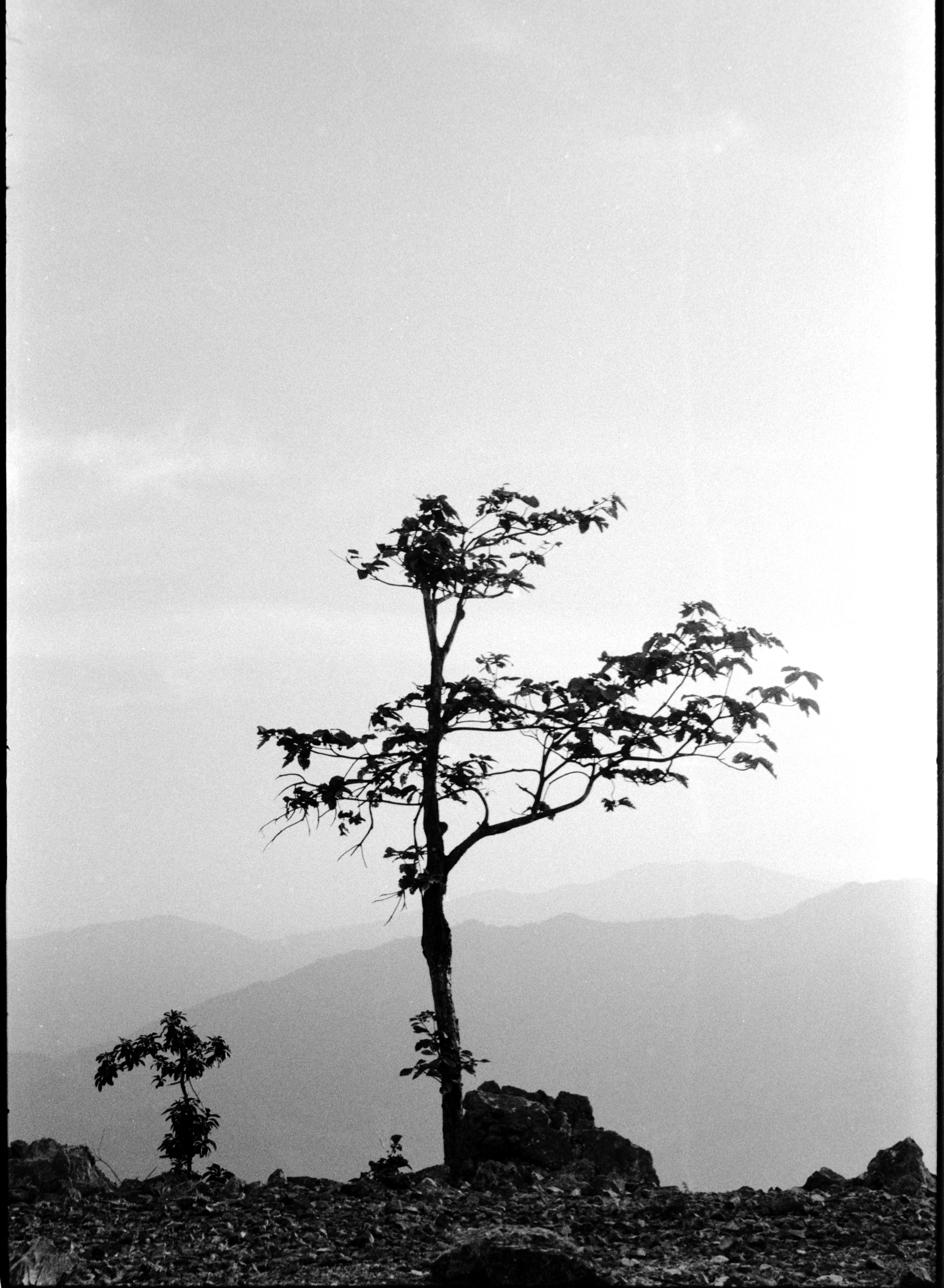 Black and white image of a solitary tree in a rural landscape with mountain backdrop.