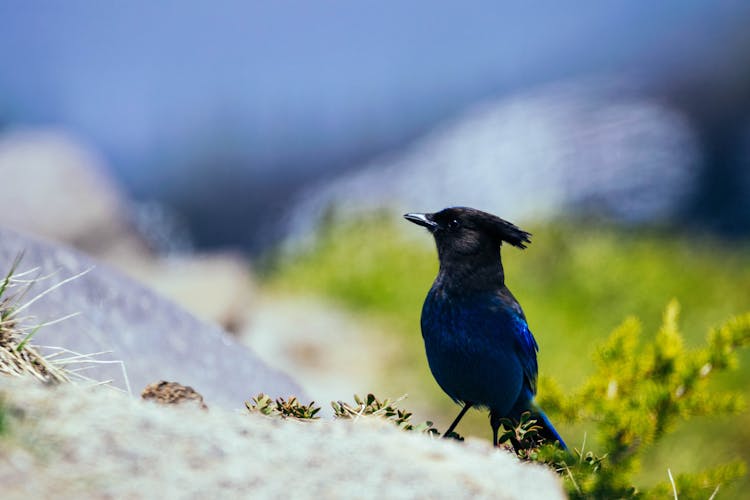 Close-Up Photo Of Blue Jay