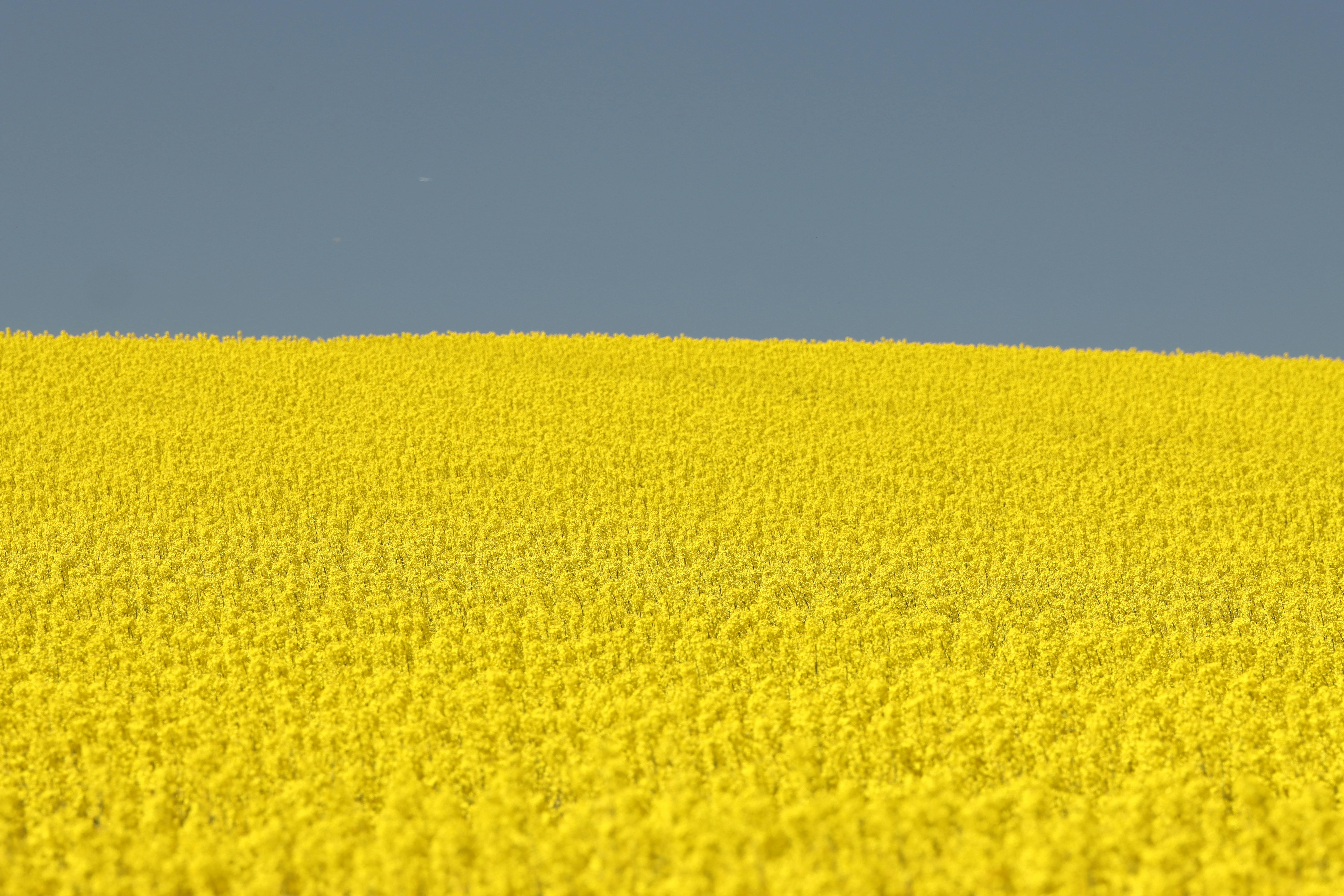 yellow field