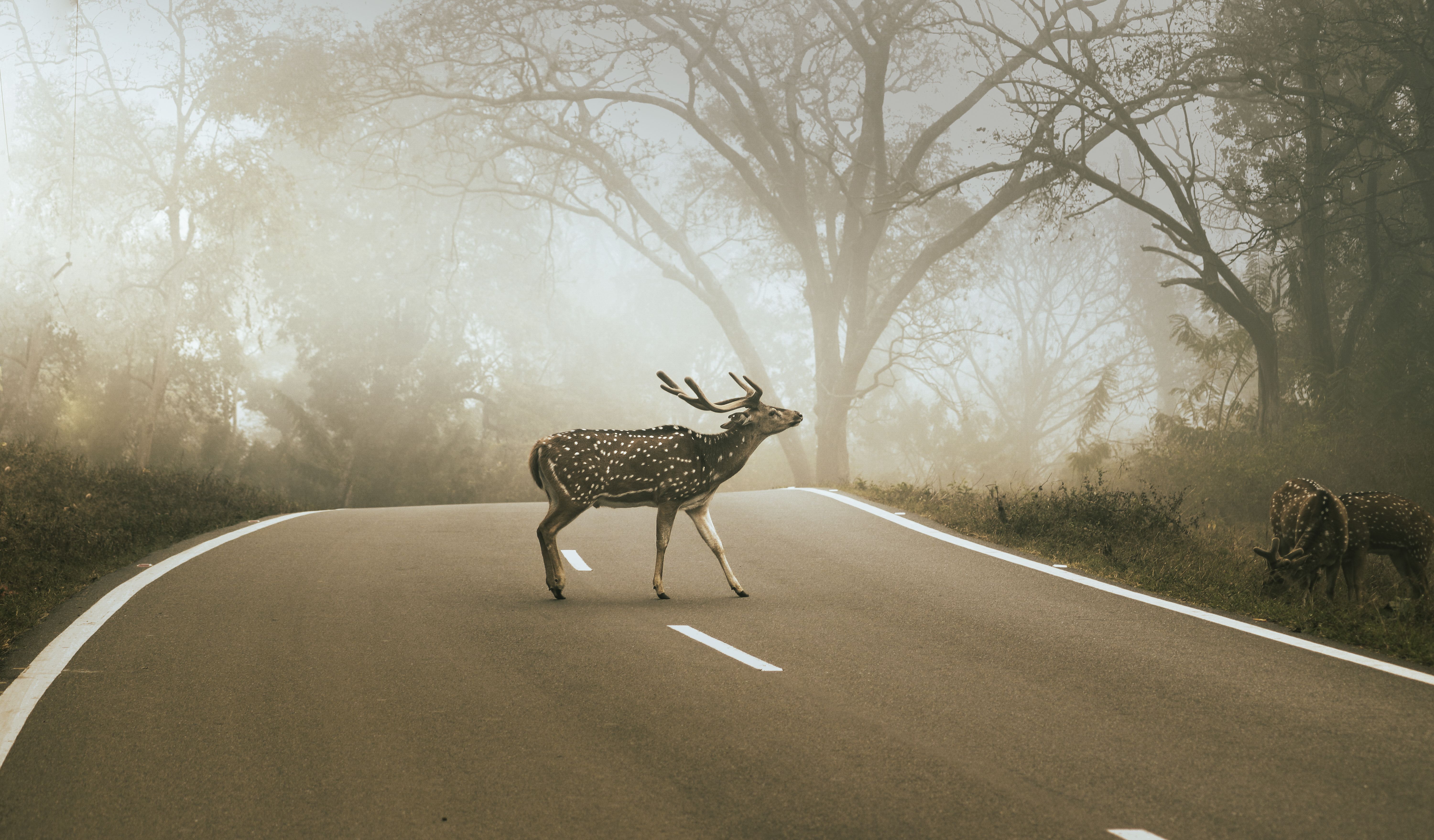 The Intersection of Adventure and Conservation: How Your Local Driver Supports Wildlife Preservation in Sri Lanka