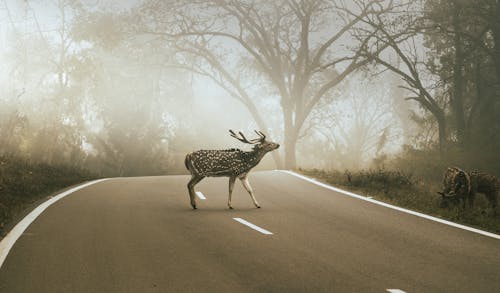 Deer photo