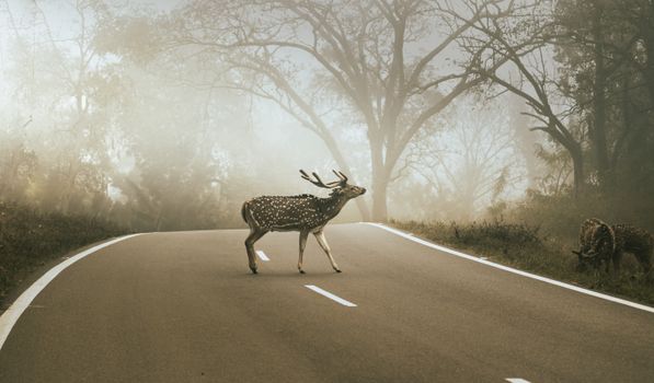 A striking image of a deer crossing a foggy forest road, surrounded by serene wilderness.
