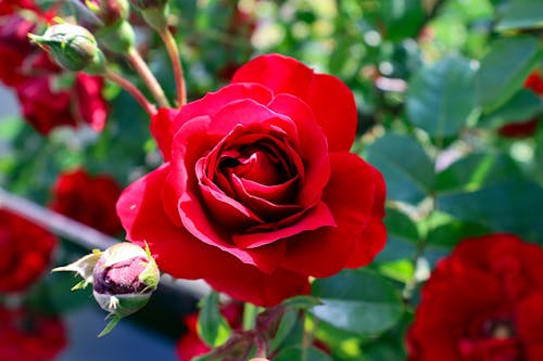 Darmowe zdjęcie z galerii z czerwona róża, czerwone płatki, flora