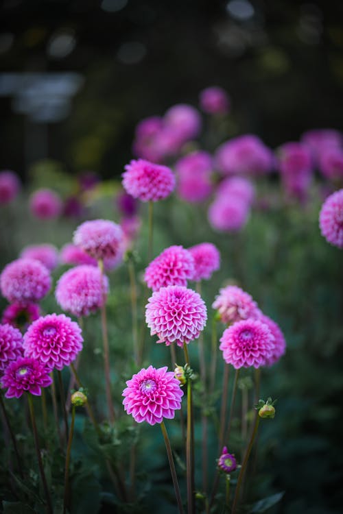 A field of pink flowers with green leaves