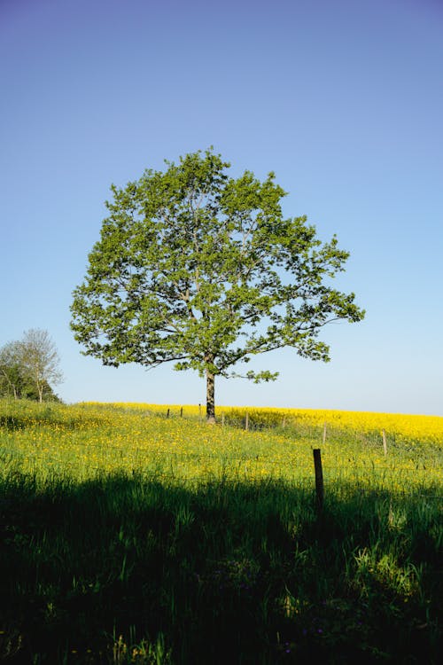 Foto profissional grátis de ao ar livre, área, árvore