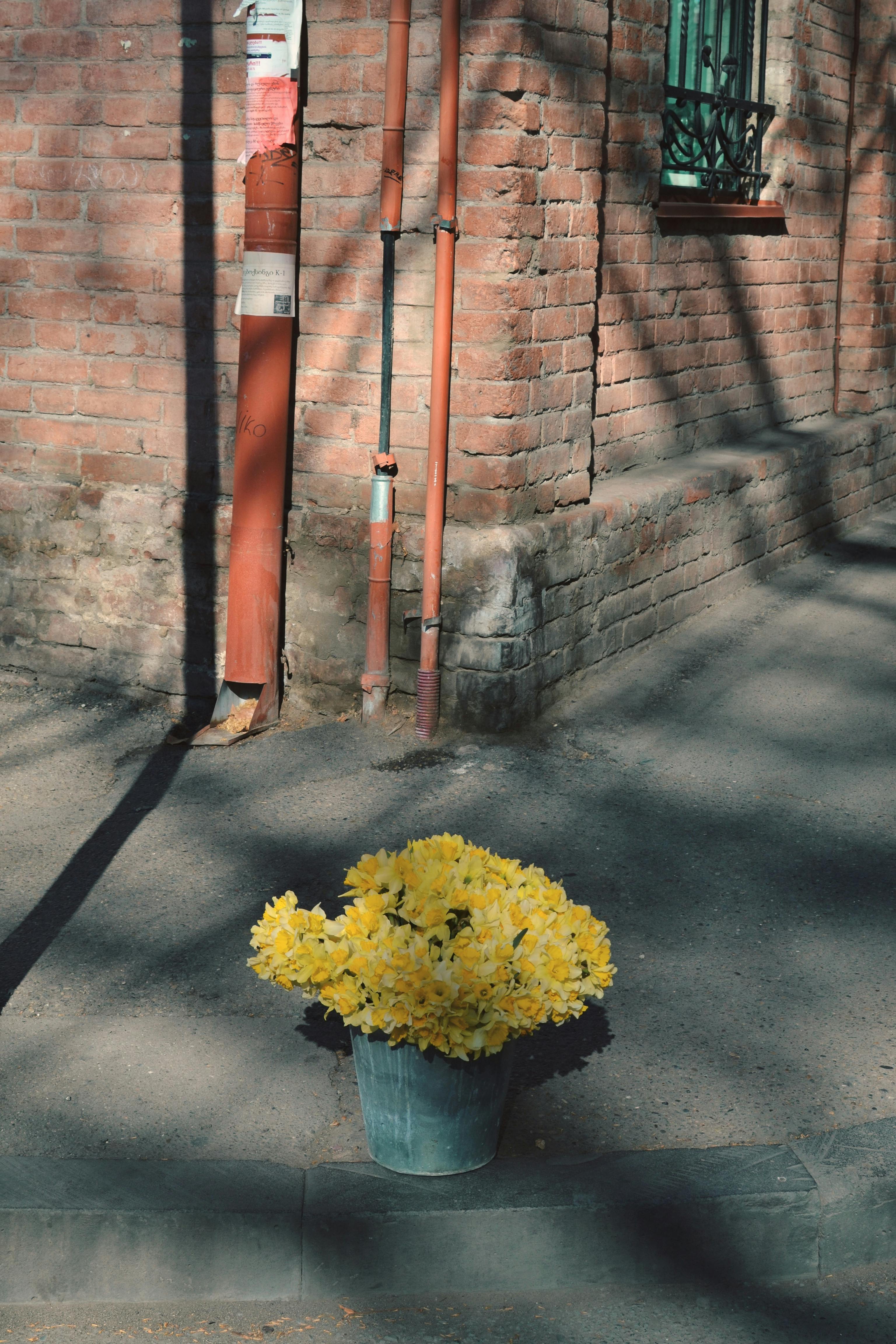 Free A bucket of yellow flowers by a brick wall in an urban setting. Stock Photo