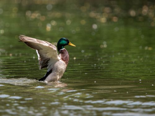 Free A mallard duck gracefully landing on a serene water surface in Salzgitter, Germany. Stock Photo