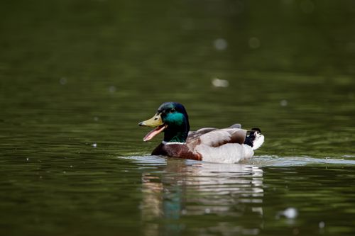 Free A vibrant mallard duck swimming in a tranquil lake in Salzgitter, Germany. Stock Photo
