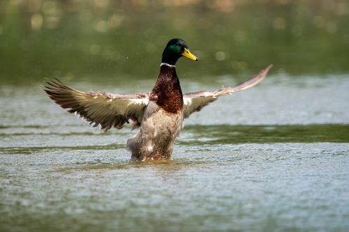 Free A male mallard duck gracefully lands on a serene water surface in Salzgitter, Germany. Stock Photo